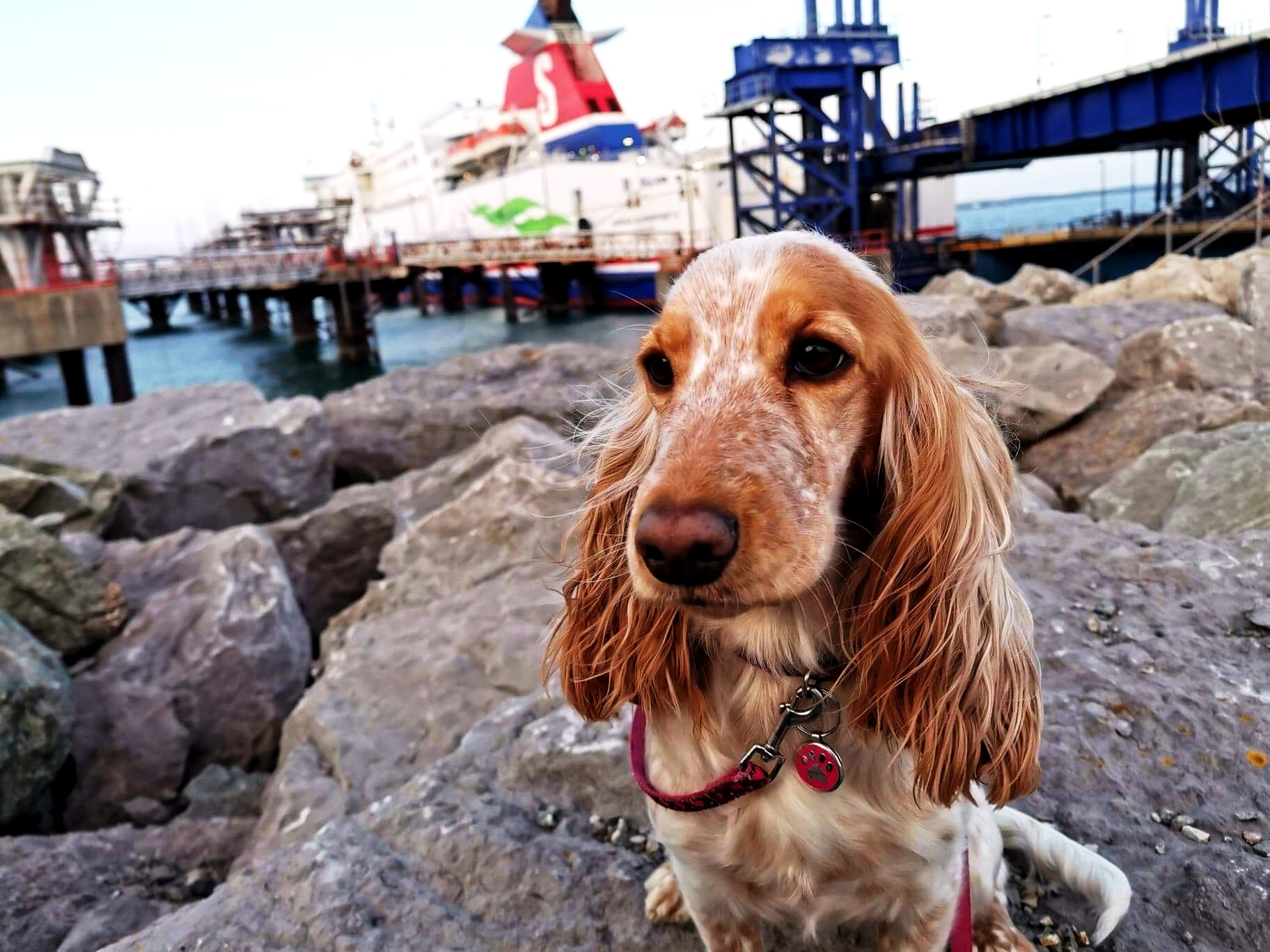 TOP TIPS FOR TRAVELLING WITH A DOG ON A FERRY